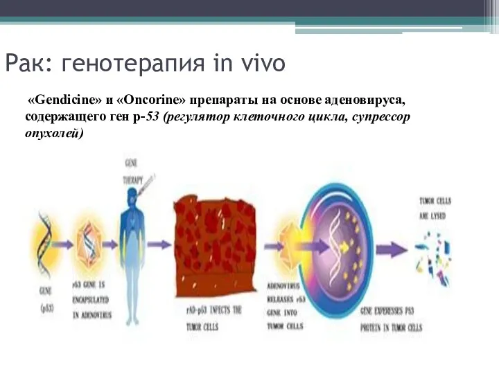 Рак: генотерапия in vivo «Gendicine» и «Oncorine» препараты на основе