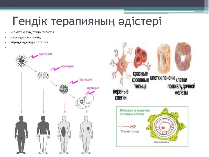 Гендік терапияның әдістері •Соматикалық гендік терапия – ұрпаққа берілмейді •Ұрықтық гендік терапия –