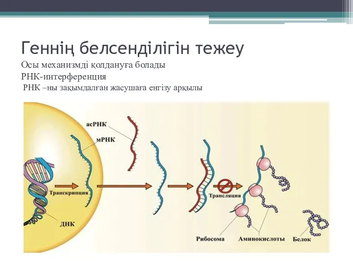 Геннің белсенділігін тежеу Осы механизмді қолдануға болады РНК-интерференция РНК –ны зақымдалған жасушаға енгізу арқылы