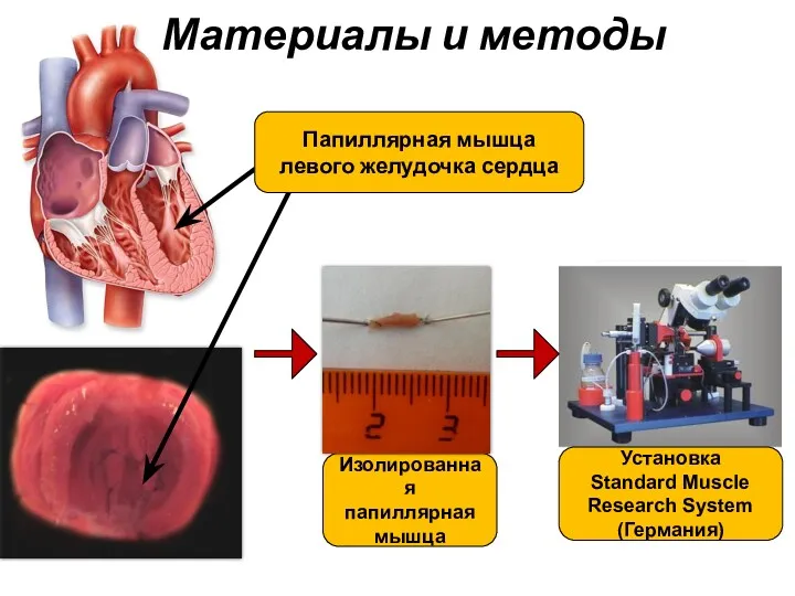 Материалы и методы