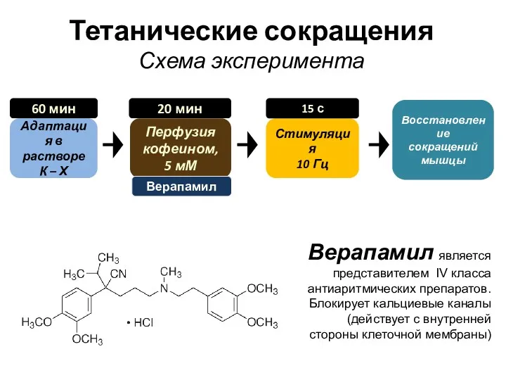 Тетанические сокращения Схема эксперимента Верапамил является представителем IV класса антиаритмических