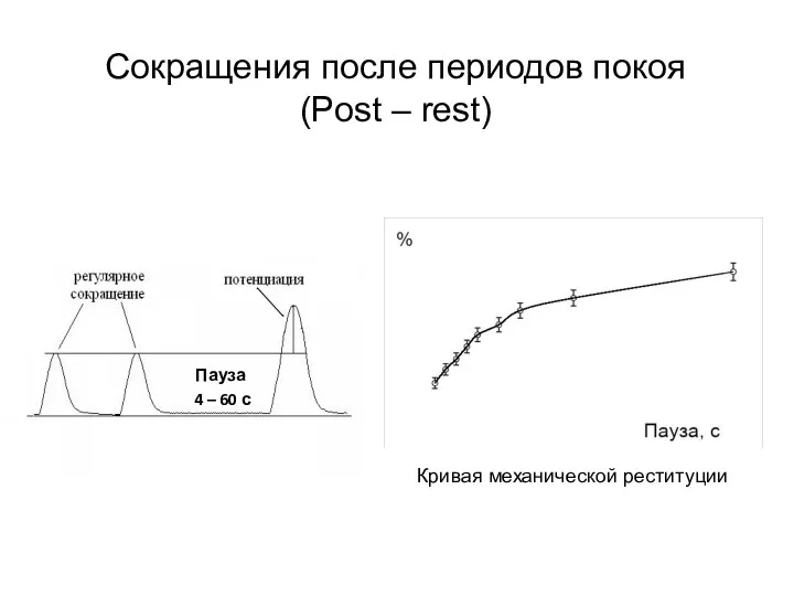 Сокращения после периодов покоя (Post – rest) Пауза 4 – 60 с Кривая механической реституции