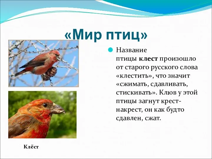 «Мир птиц» Название птицы клест произошло от старого русского слова