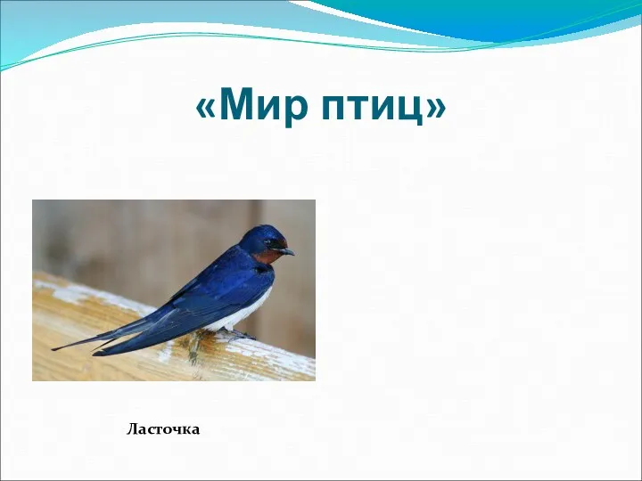 «Мир птиц» Ласточка