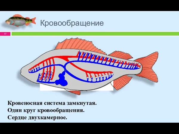 Кровообращение Кровеносная система замкнутая. Один круг кровообращения. Сердце двухкамерное.