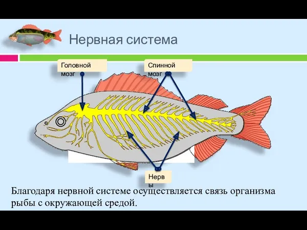 Нервная система Благодаря нервной системе осуществляется связь организма рыбы с окружающей средой.