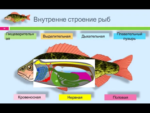 Внутренне строение рыб Половая Плавательный пузырь Пищеварительная Выделительная Дыхательная Кровеносная Нервная