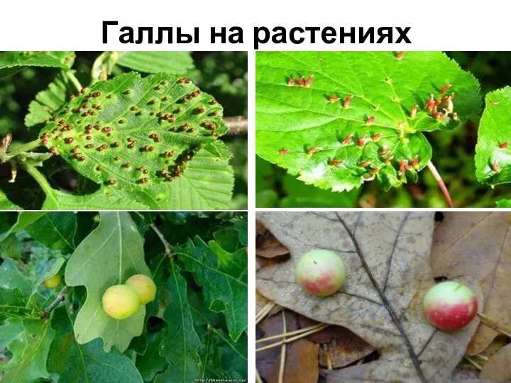 Галлы на растениях