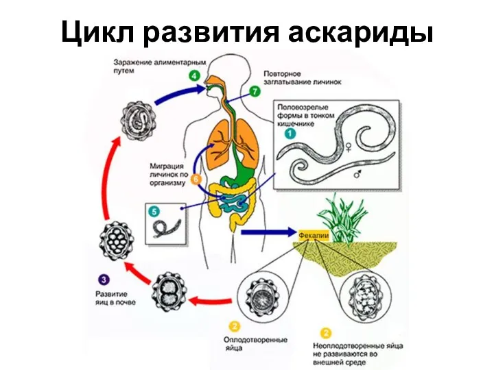 Цикл развития аскариды