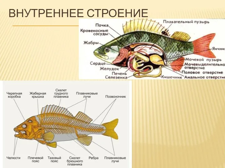 ВНУТРЕННЕЕ СТРОЕНИЕ