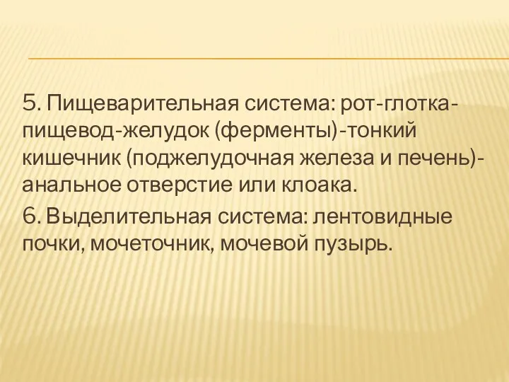 5. Пищеварительная система: рот-глотка-пищевод-желудок (ферменты)-тонкий кишечник (поджелудочная железа и печень)-анальное