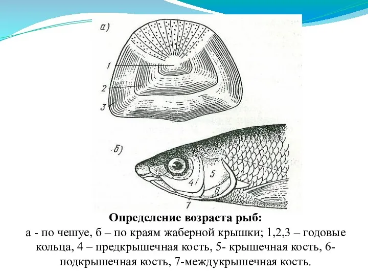 Определение возраста рыб: а - по чешуе, б – по