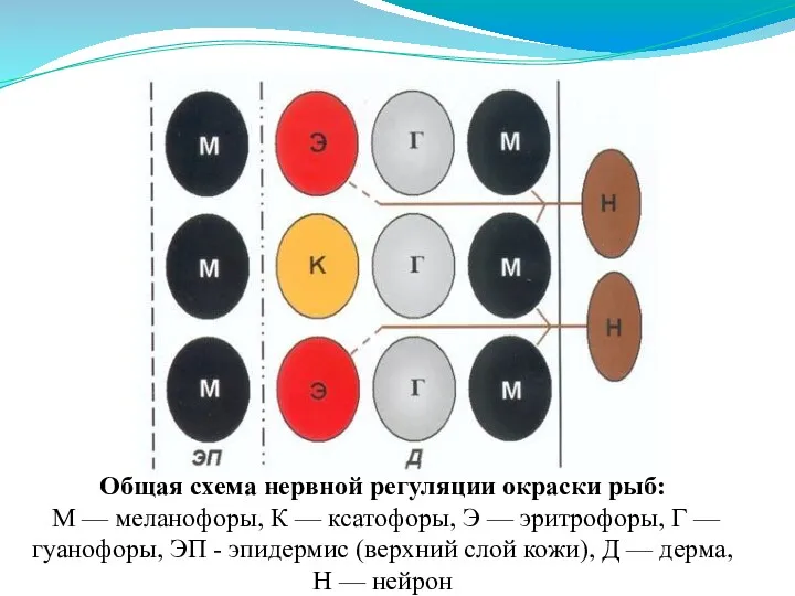 Общая схема нервной регуляции окраски рыб: М — меланофоры, К