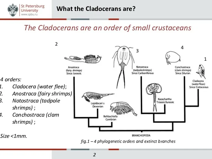 The Cladocerans are an order of small crustaceans What the