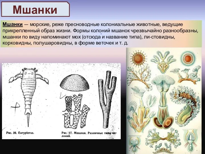 Мшанки — морские, реже пресноводные колониальные животные, ведущие прикрепленный образ