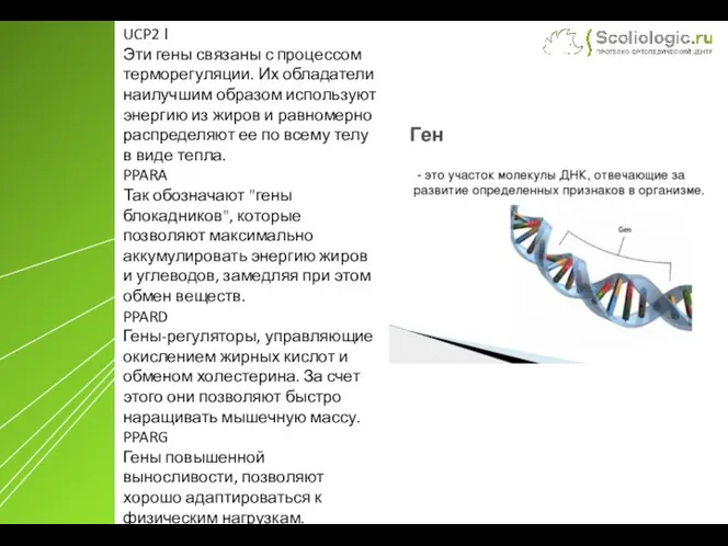 UCP2 l Эти гены связаны с процессом терморегуляции. Их обладатели наилучшим образом используют