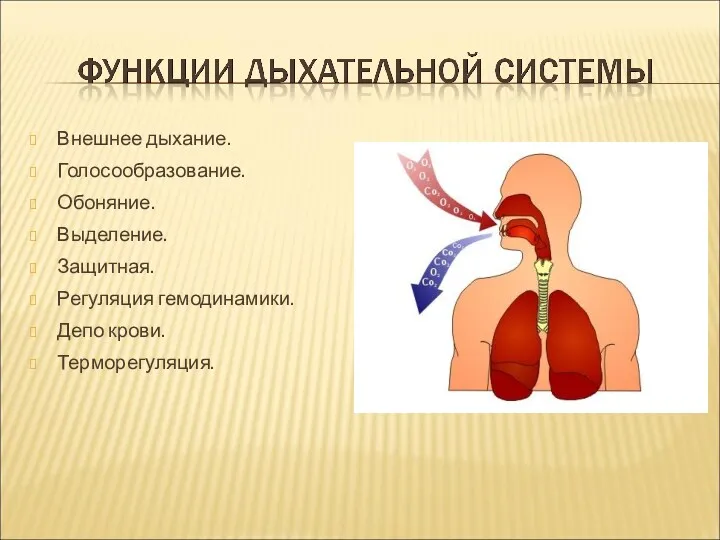 Внешнее дыхание. Голосообразование. Обоняние. Выделение. Защитная. Регуляция гемодинамики. Депо крови. Терморегуляция.