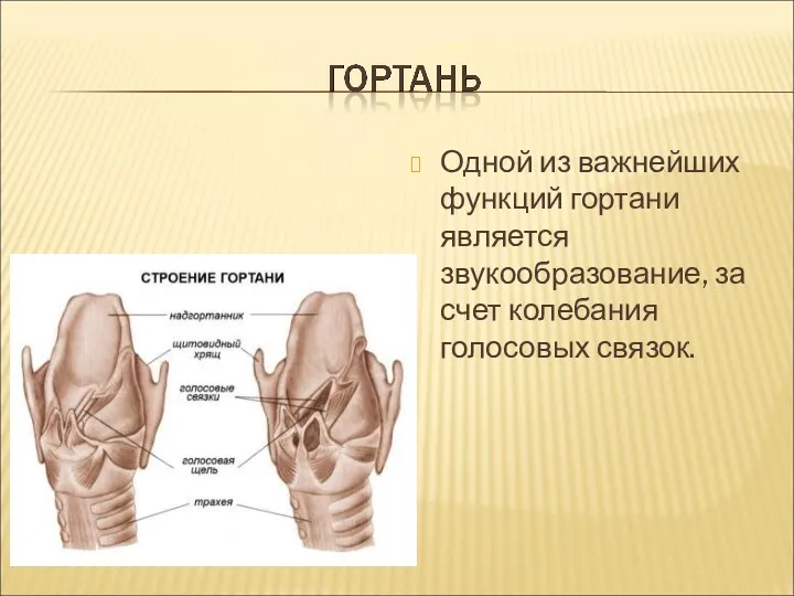 Одной из важнейших функций гортани является звукообразование, за счет колебания голосовых связок.