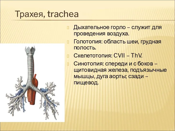 Трахея, trachea Дыхательное горло – служит для проведения воздуха. Голотопия: