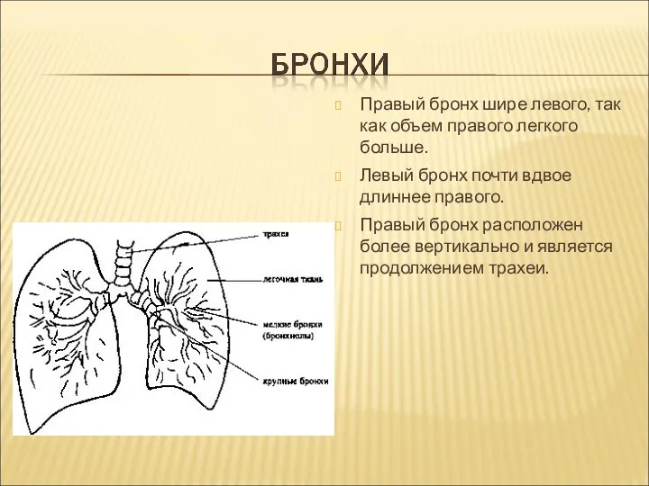 Правый бронх шире левого, так как объем правого легкого больше.