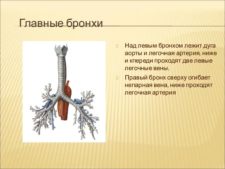 Главные бронхи Над левым бронхом лежит дуга аорты и легочная