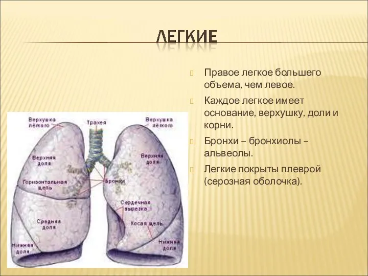 Правое легкое большего объема, чем левое. Каждое легкое имеет основание,