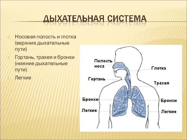 Носовая полость и глотка (верхние дыхательные пути) Гортань, трахея и бронхи (нижние дыхательные пути) Легкие