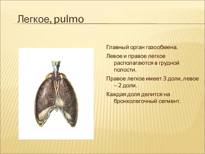 Легкое, pulmo Главный орган газообмена. Левое и правое легкое располагаются