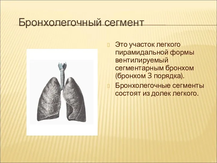 Бронхолегочный сегмент Это участок легкого пирамидальной формы вентилируемый сегментарным бронхом