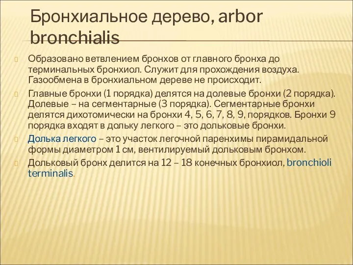 Бронхиальное дерево, arbor bronchialis Образовано ветвлением бронхов от главного бронха