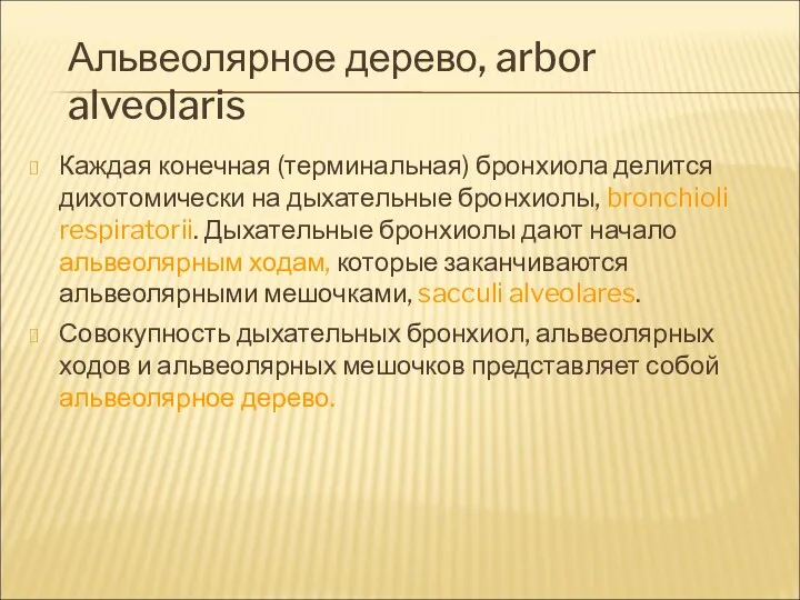 Альвеолярное дерево, arbor alveolaris Каждая конечная (терминальная) бронхиола делится дихотомически