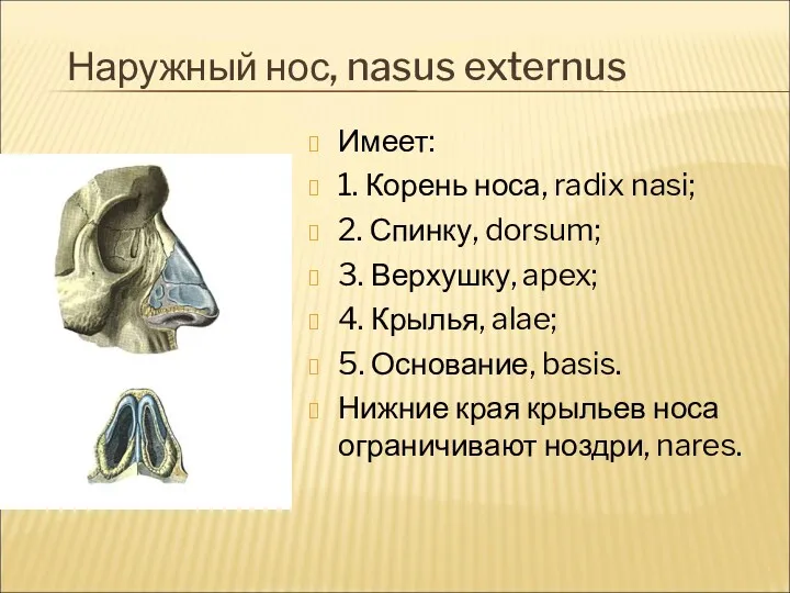 Наружный нос, nasus externus Имеет: 1. Корень носа, radix nasi;