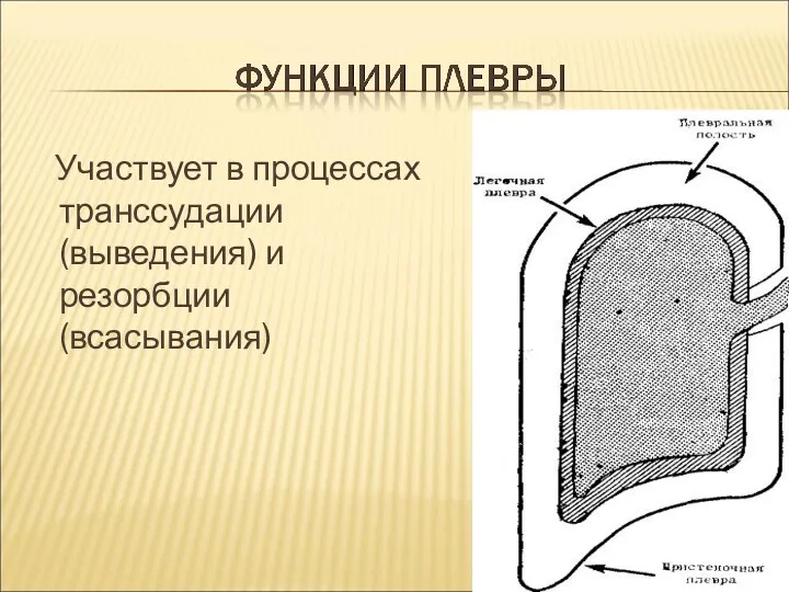 Участвует в процессах транссудации (выведения) и резорбции (всасывания)