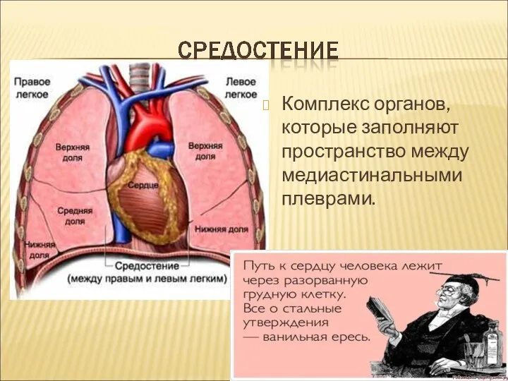 Комплекс органов, которые заполняют пространство между медиастинальными плеврами.