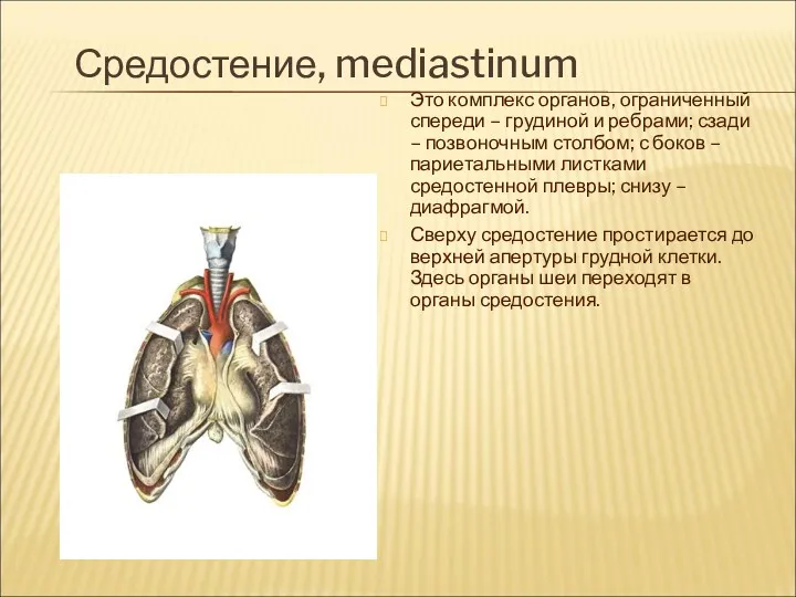 Средостение, mediastinum Это комплекс органов, ограниченный спереди – грудиной и