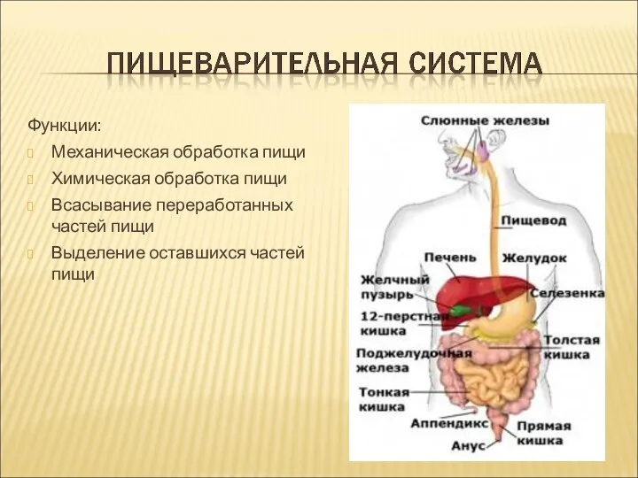 Функции: Механическая обработка пищи Химическая обработка пищи Всасывание переработанных частей пищи Выделение оставшихся частей пищи