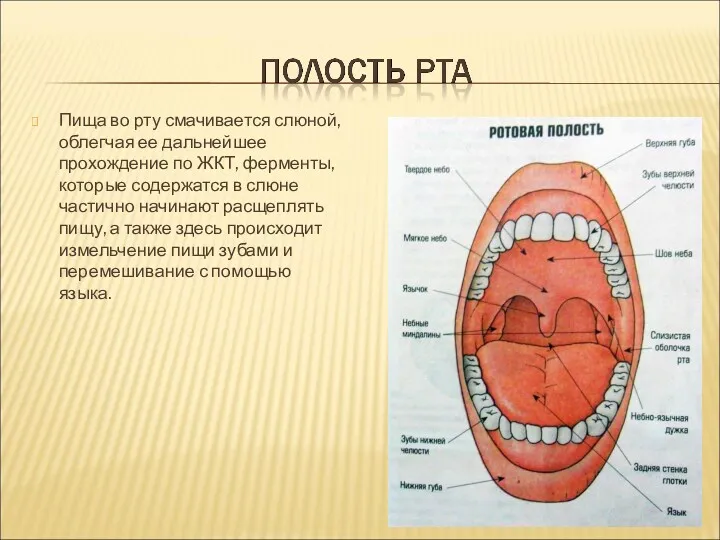 Пища во рту смачивается слюной, облегчая ее дальнейшее прохождение по