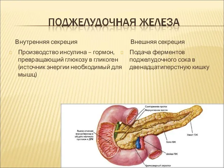 Внутренняя секреция Производство инсулина – гормон, превращающий глюкозу в гликоген