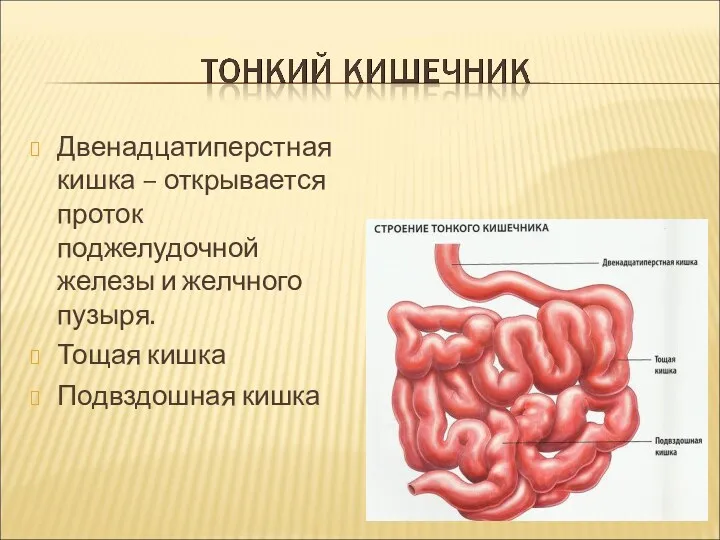 Двенадцатиперстная кишка – открывается проток поджелудочной железы и желчного пузыря. Тощая кишка Подвздошная кишка