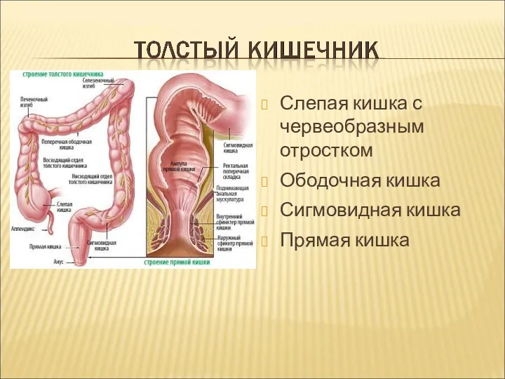 Слепая кишка с червеобразным отростком Ободочная кишка Сигмовидная кишка Прямая кишка