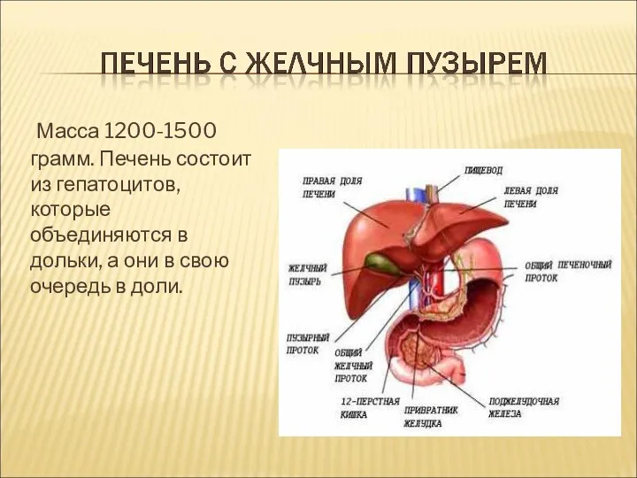 Масса 1200-1500 грамм. Печень состоит из гепатоцитов, которые объединяются в