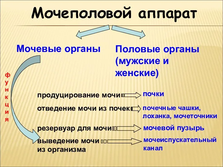 Мочеполовой аппарат почки Мочевые органы Половые органы (мужские и женские)