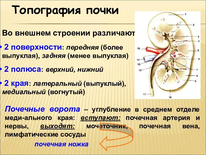 Топография почки Во внешнем строении различают: 2 поверхности: передняя (более