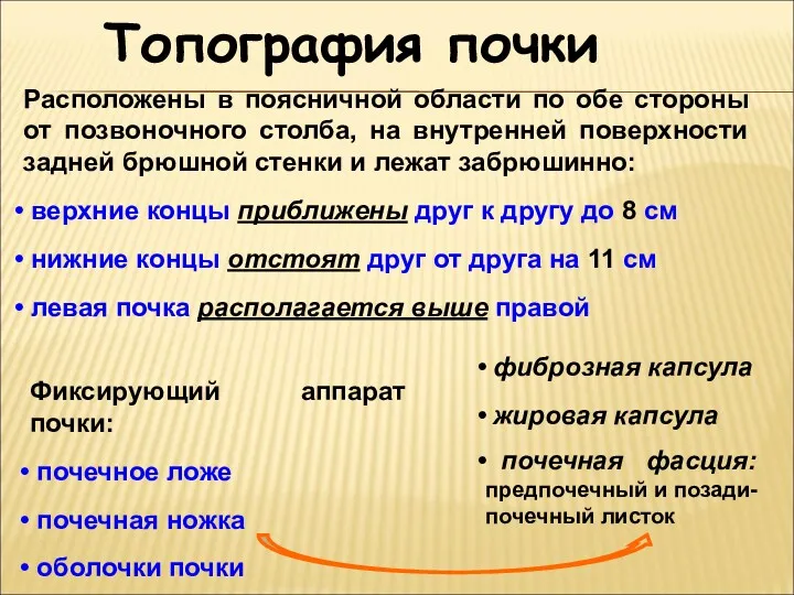 Топография почки Расположены в поясничной области по обе стороны от