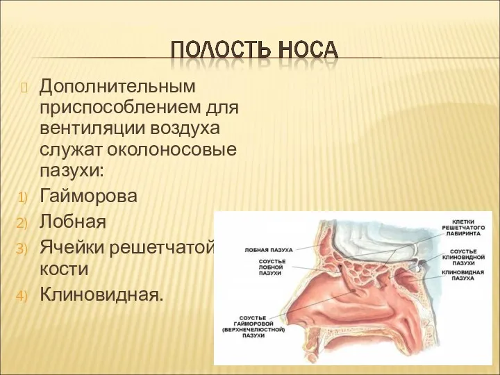 Дополнительным приспособлением для вентиляции воздуха служат околоносовые пазухи: Гайморова Лобная Ячейки решетчатой кости Клиновидная.