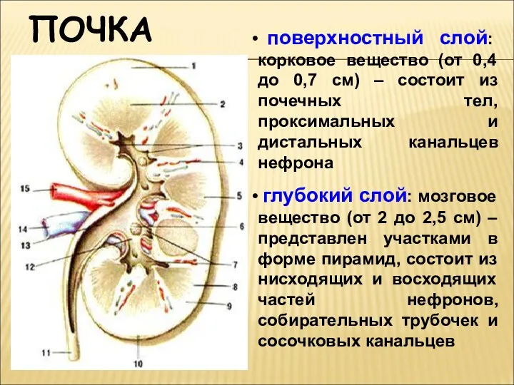 ПОЧКА поверхностный слой: корковое вещество (от 0,4 до 0,7 см)