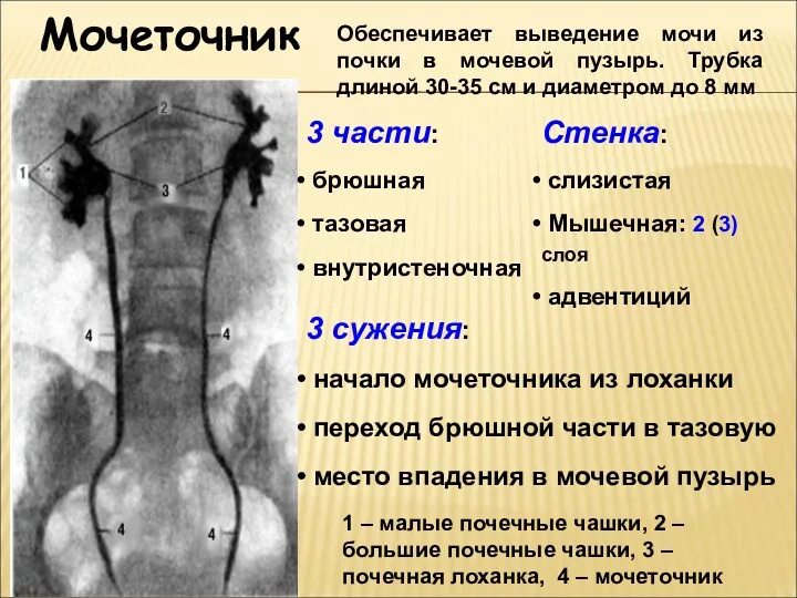 Мочеточник 1 – малые почечные чашки, 2 – большие почечные