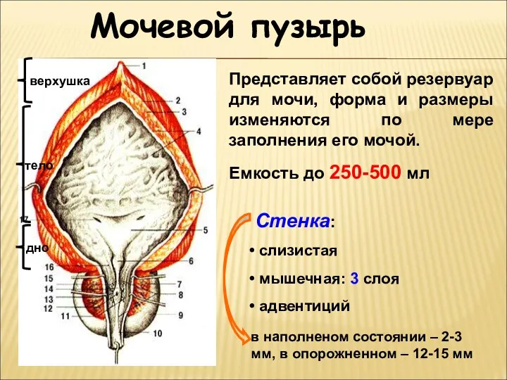 Мочевой пузырь верхушка тело дно Представляет собой резервуар для мочи,