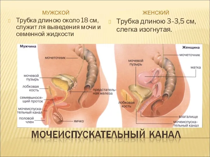 МУЖСКОЙ ЖЕНСКИЙ Трубка длиною около 18 см, служит ля выведения