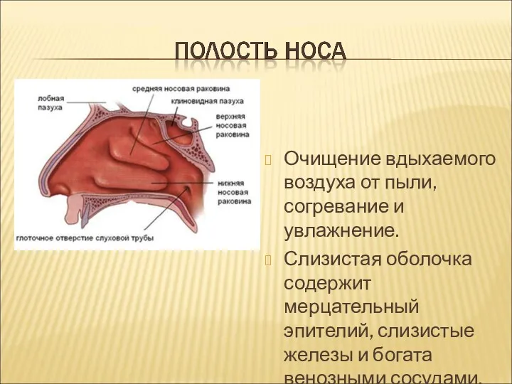 Очищение вдыхаемого воздуха от пыли, согревание и увлажнение. Слизистая оболочка